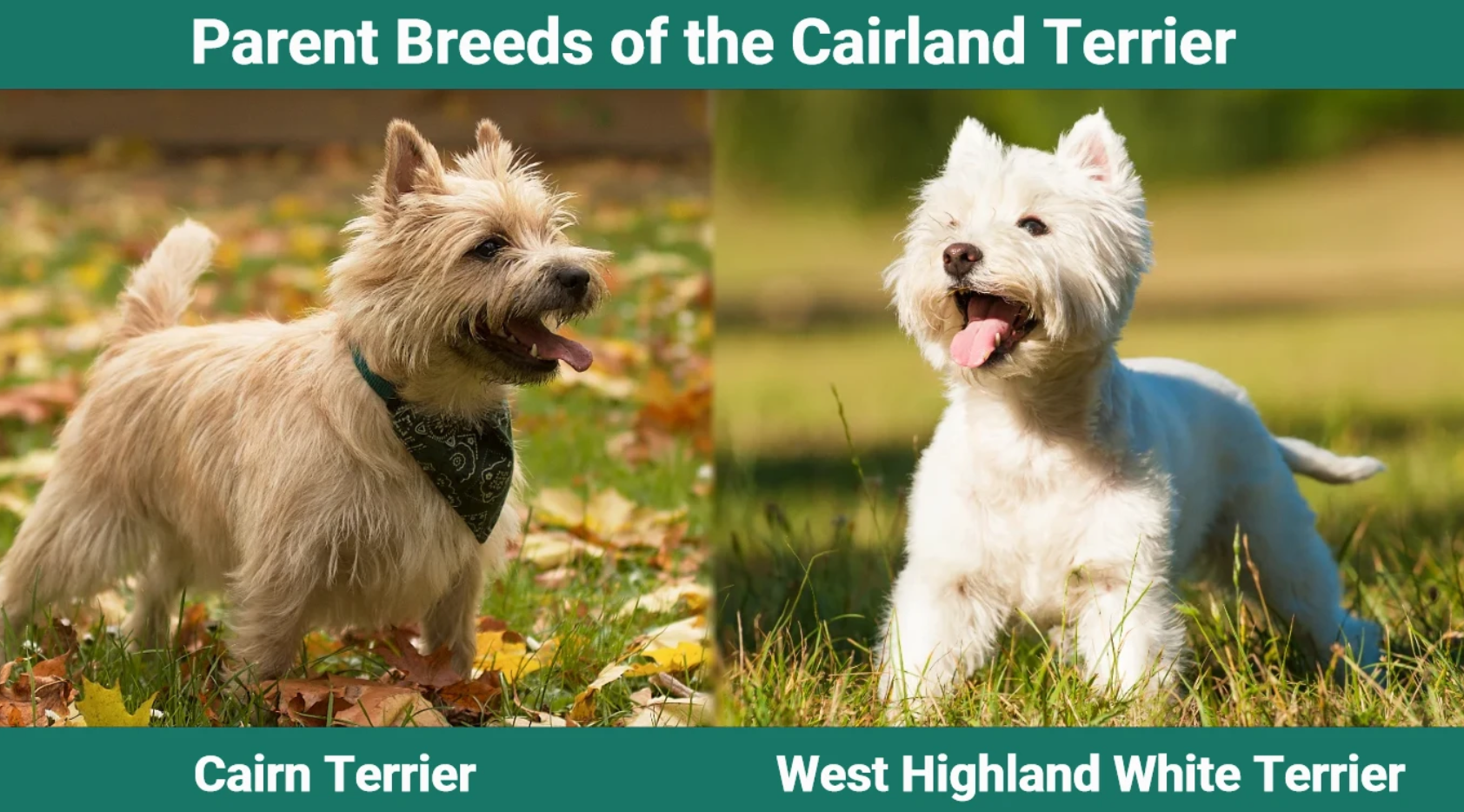 Cairn Terrier and West Highland White Terrier (Westie) Parent